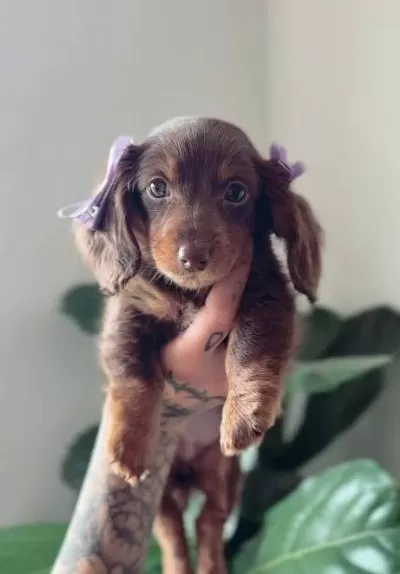 Longhair Nadir Bulunan Özel Dachshund Choco