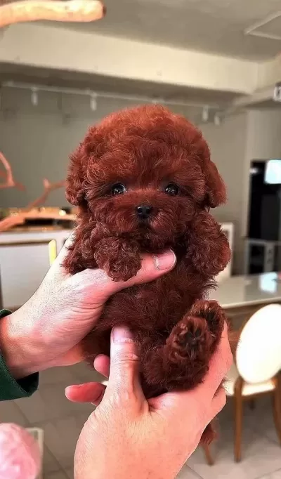 Toy Poodle Red Brown Yavrularımız