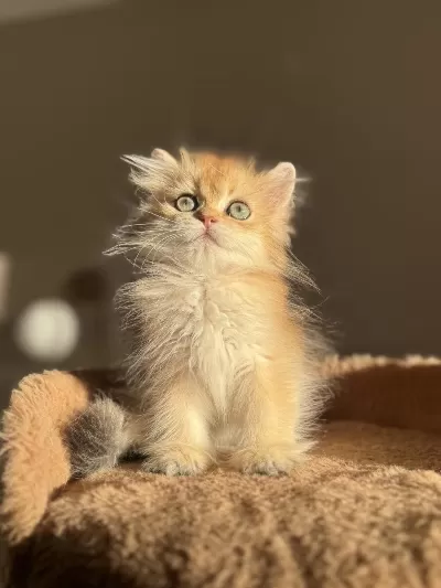 Ny11 Ny12 Mükemmel Kalite Golden British Longhair