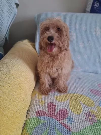 Maltipoo Erkek Yavrumuz