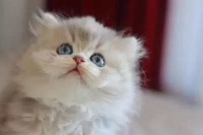 Safkan British Longhair Yavrularimiz