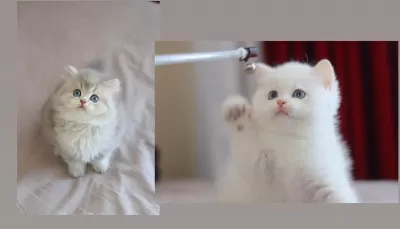Safkan British Longhair Yavrular
