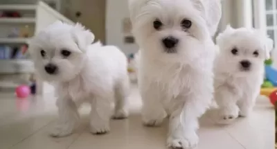 Mini Boy A Kalite Kore Maltese Bebekler