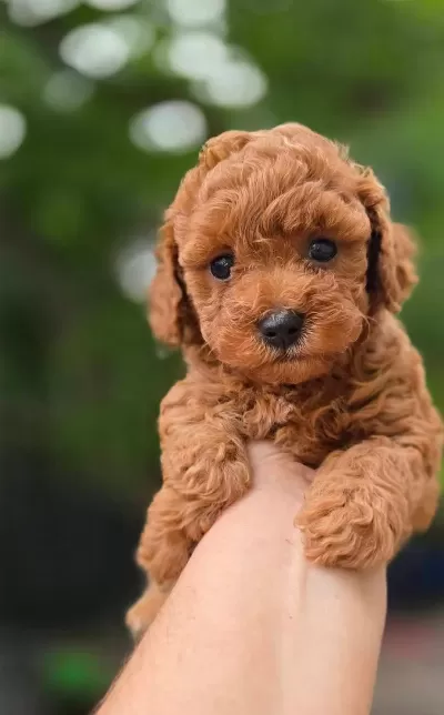 Mükemmel Güzellikteki Toy Poodle Yavrularimiz