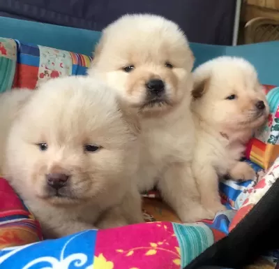 Üretim Çiftliğinden Pofuduk Chow Chow Yavrularımız