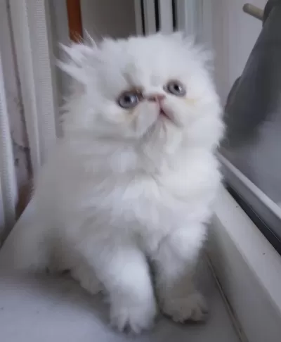 Mavi Gözlü İran Kedisi