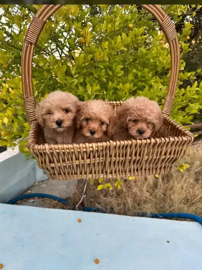 Kore Poodle Ve Poodle Yavrularımız Yeni Yuvasını Be