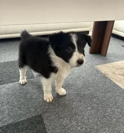 Şimdiden Bulmaca Çözüyorlar Çiftlikten Çok Sağlıklı