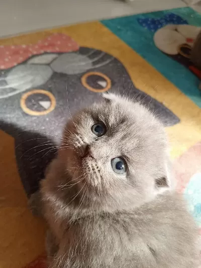Top Kafa Ayi Surat Lilac Scottish Fold Yavrum