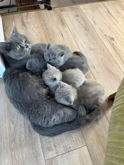 Kedilerimize Yeni Ailemizi Ariyoruz
