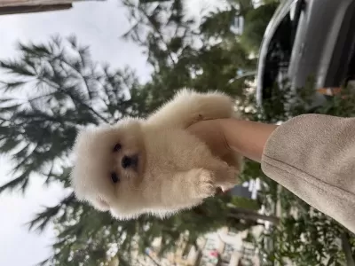 Pomeranian Boo Tam Bi Ayıcık