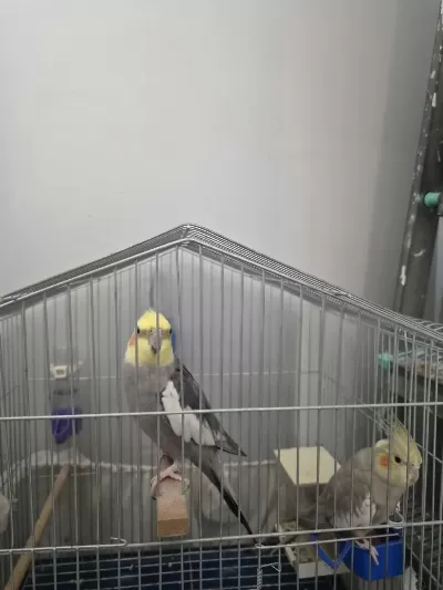 1 Çift Evcil Sultan Papağanı
