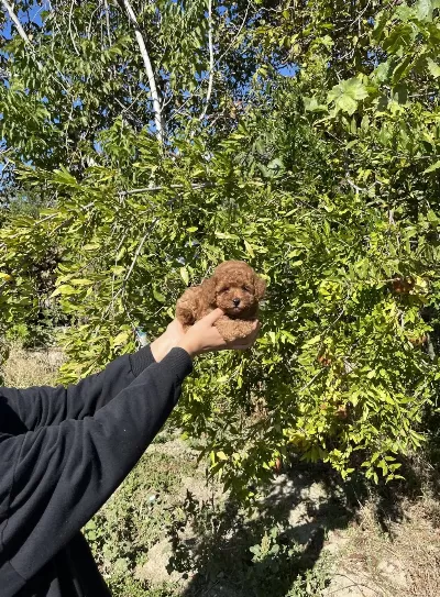 Kore Kan Toy Poodle Bebekler