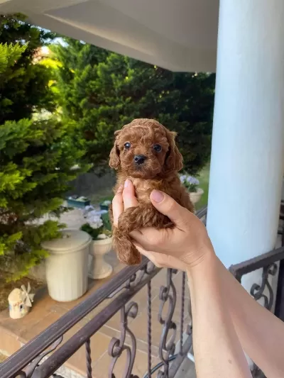 Toy Poodle Köpeği İçin Ulaşın