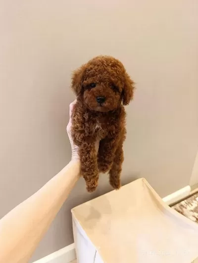 Toy Poodle Köpeğimiz