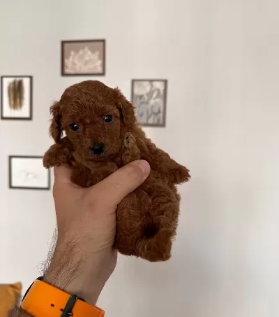 Dünya Tatlısı Toy Bebekler