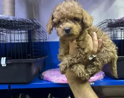 Kore Poodle Ve Poodllar Yeni Yuvasını Bekliyor