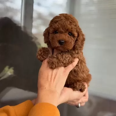 Harika Toy Poodle Yavrular