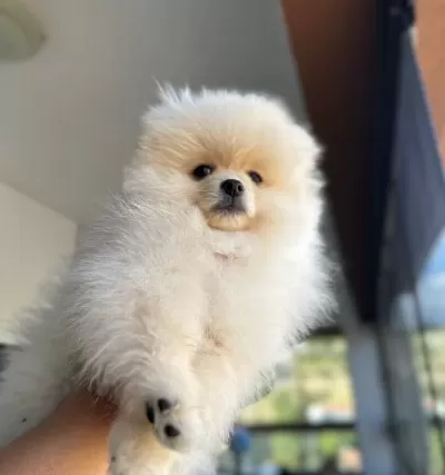Orıjınal Ayıcık Suratlı Ve Kalın Bacaklı Pomeranian Tedyı
