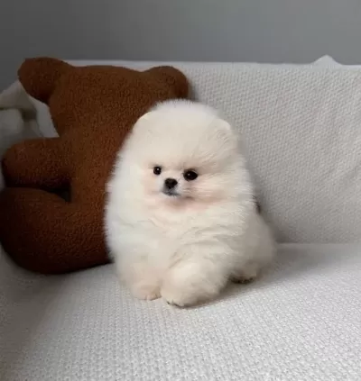 Pomerian Boo Vonalp Petshop Güvencesiyle