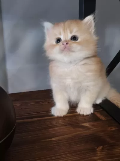 Show Kalite Ny12 British Longhair