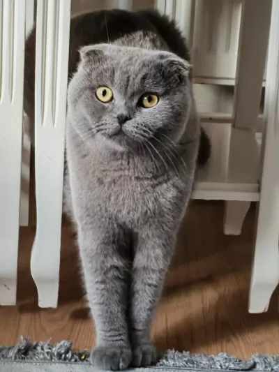 10 Aylık Erkek Scottish Fold