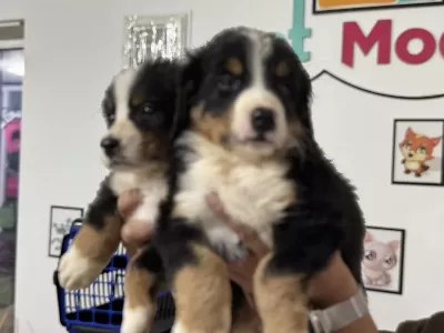 Petmode Köpek Çiftliğinde Ziyarete Açık Bernese Dog