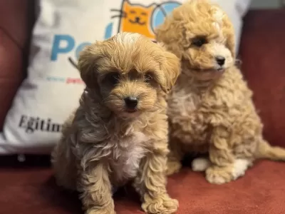 Ankarada Show Kalite Kore Maltipoo Yavrularımız