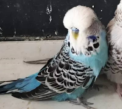 Show Jumbo Muhabbet Kuşu Erkek İsırmaz