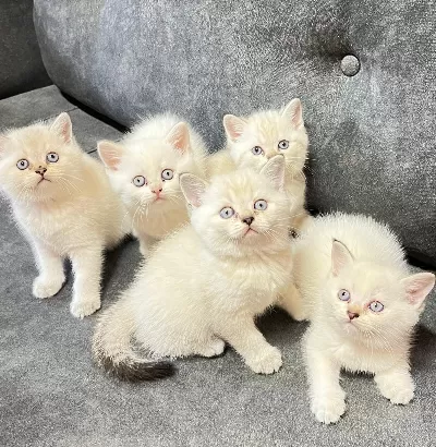 Üretici değil çok kaliteli anne ve babadan