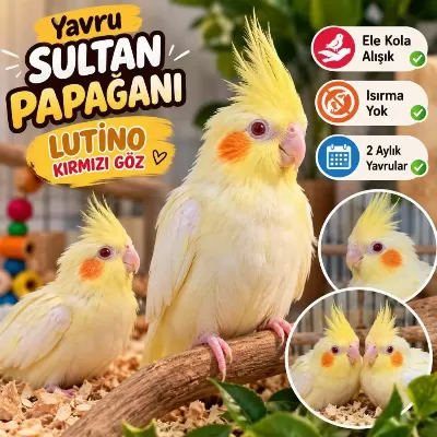 Yavru Sultan Papağani Lutino