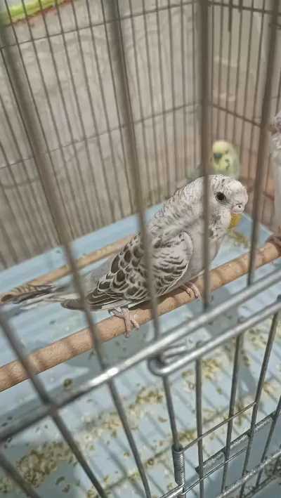 Beş Aylık İri Dişi Muhabbet Kuşu Eş Olmaya Hazır