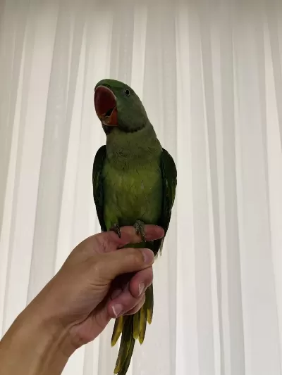 Jumbo Boy Bilezikli Erkek Yavru Eğitmelik Alexander