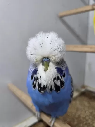 Rengarenk Show Jumbo Muhabbet Kuşları