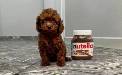 Kore Kan Bebek Surat Sıfır Numara Poodle Bebeklerim