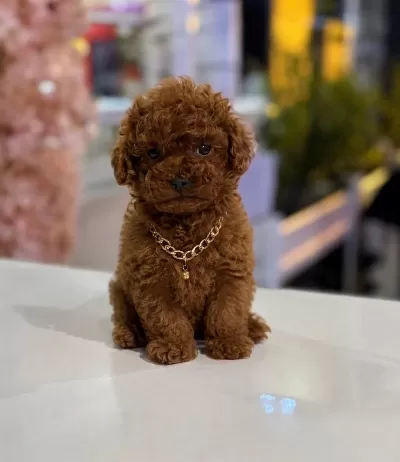Garantili Poodle Yavrularımız Ev Üretimi Wc Eğitimli