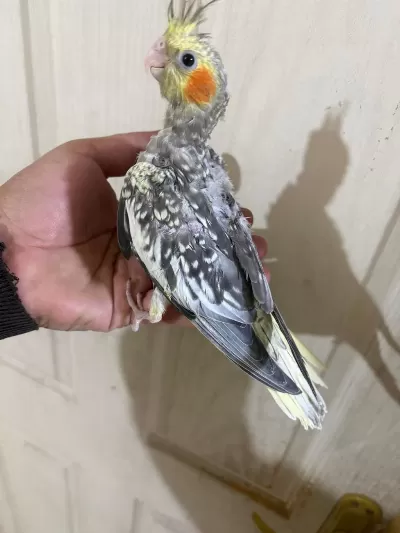 38 Günlük Konuşturmalık Bebek Sultan Papağanı