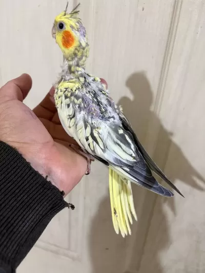 39 Günlük Sultan Papağanı Bebek