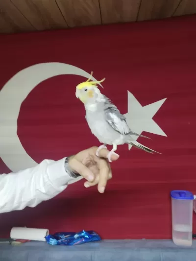 Sultan Papağanı Full Evcil
