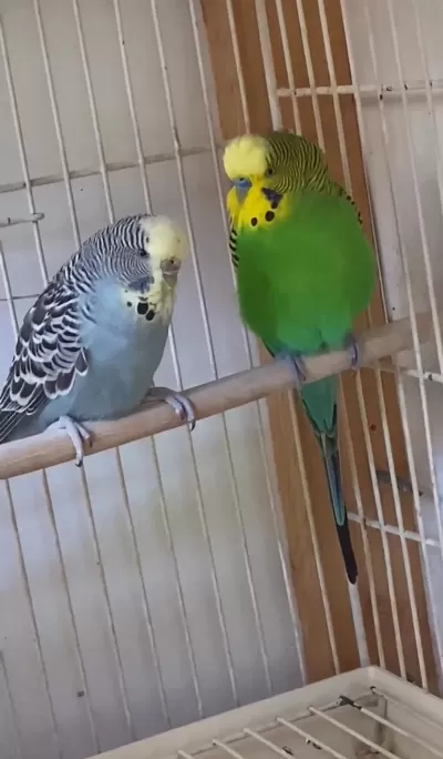 2 Takım Yeni Eşleme Muhabbet Kuşu Gençler