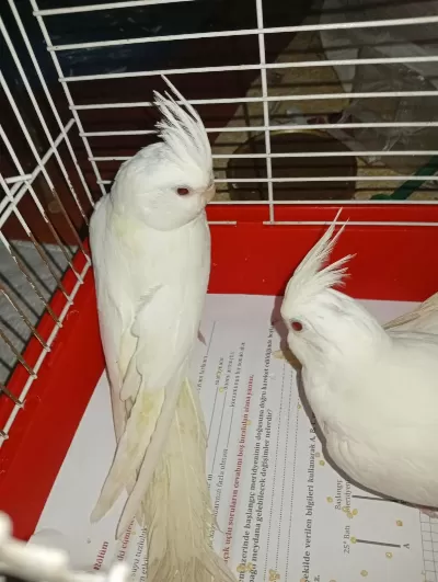 Yavru Albino Sultan Papağanı