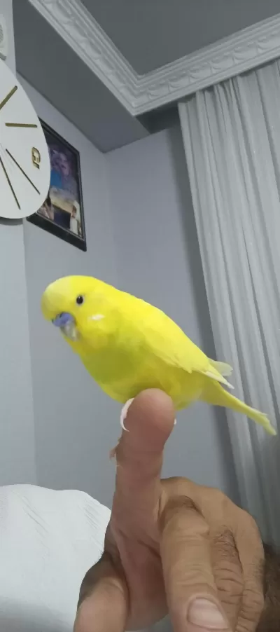 Konuşan Muhabbet Kuşumuz Limon