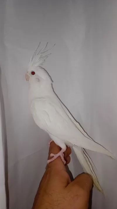 Albino Heavy Full Evcil Sultan Papağanı