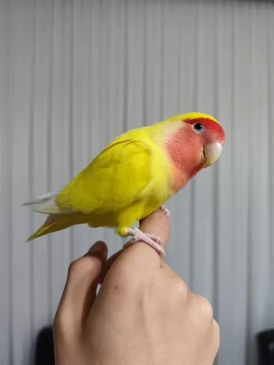 Bakimli Evcil Gül Başli Sevda Papağani