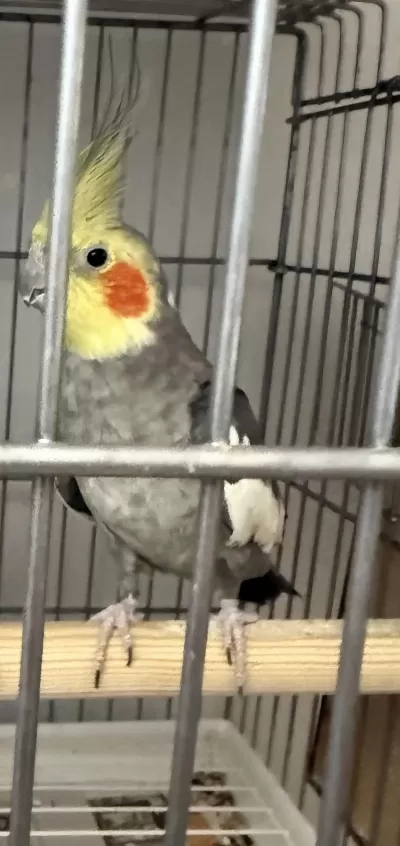 Grey Sultan Papağanı