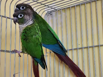 Dna Belgeli Erkek Greencheek Konur