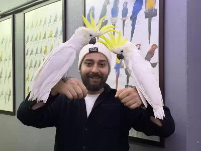 Dev Boylu Eğitimli Konuşan Sülfür Kakadu Papağani