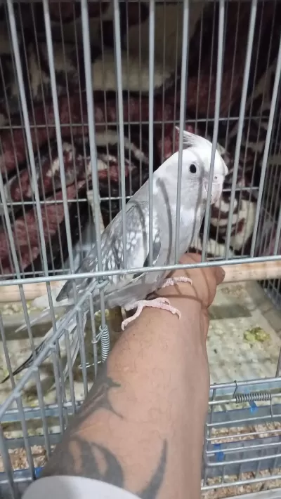 A Kalite 10 Numara Wifi Sultan Papağanı Yavru