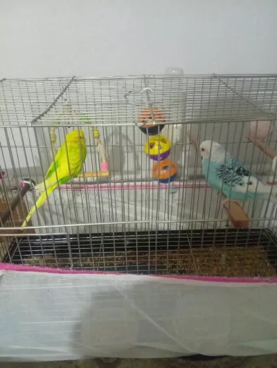 Sağlıklı Muhabbet Kuşlar