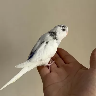 Bebek Muhabbet Kuşu Yeni Yeme Düşmüş Gönderim Var